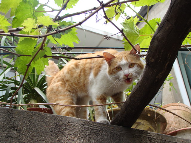 DSC01514JPG