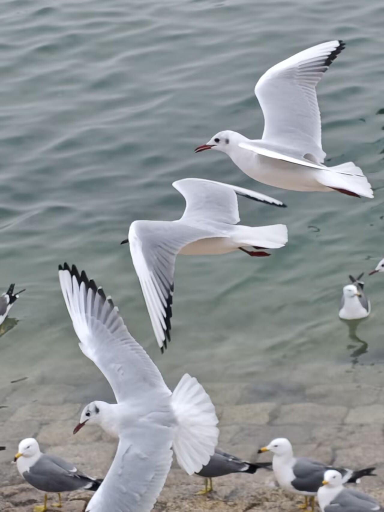 看着很蠢，但实际上很聪明w